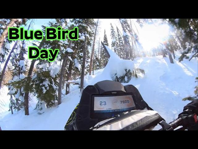 BLUE BIRD SNOWMOBILE DAY WITH THE BOYS!