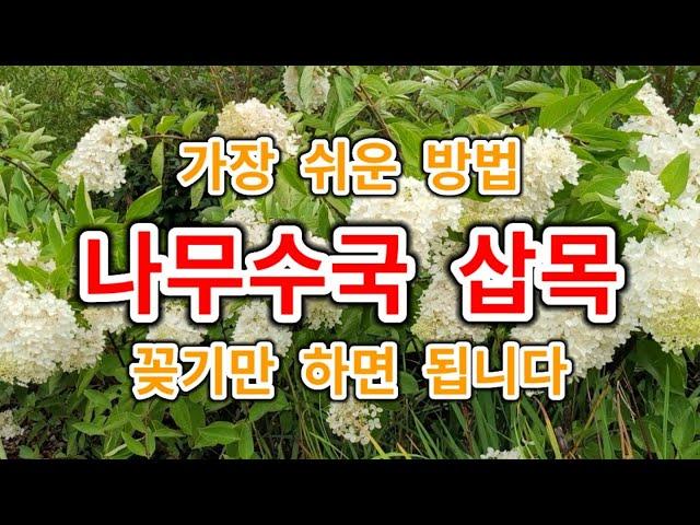 나무수국 목수국 삽목 너무 쉬운 방법 꽂기만 하면 됩니다 가지치기 다듬기한 가지 버리지 마세요