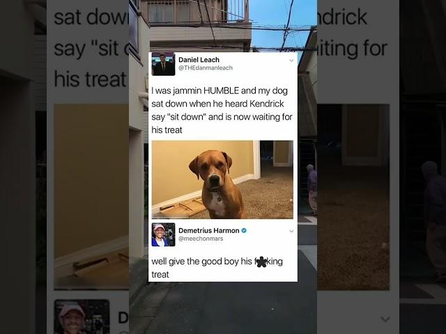 was jammin HUMBLE and my dog sat down when he hear #memes #meme #funny #shorts