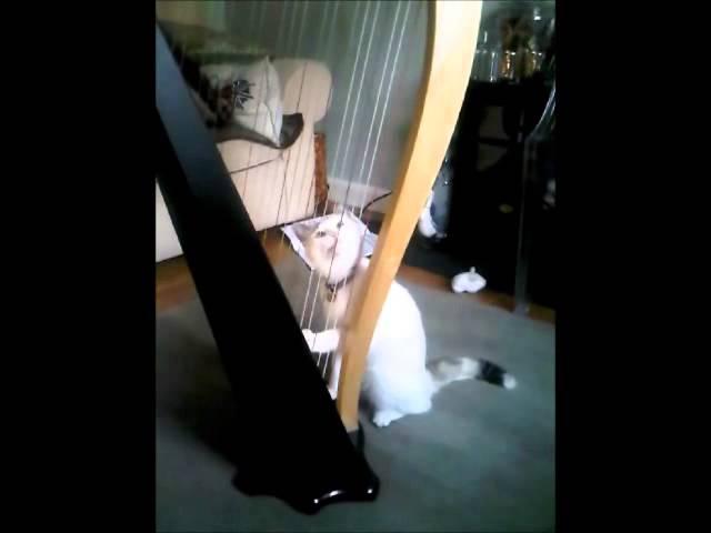 Stella the Incredible Harp-Playing Cat.