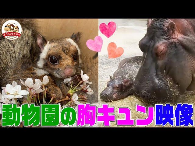 カバの親子,人懐っこいムササビ,レッサーパンダ成長期…思わず胸がキュンとしてしまう動物園のカワイイ動物たちを一挙大公開！【どうぶつ奇想天外／WAKUWAKU】