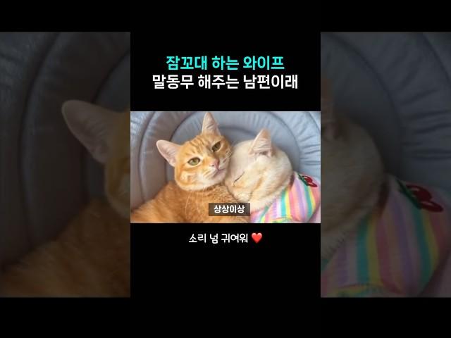 냥이 남편 와이프 잠꼬대까지 챙겨주는 스윗냥