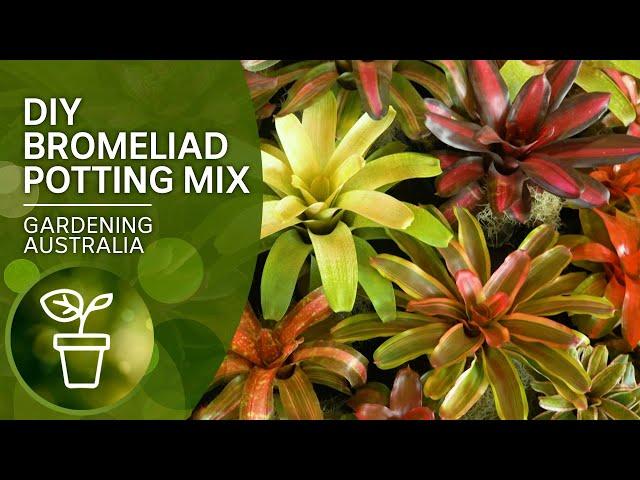 DIY potting mix for bromeliads