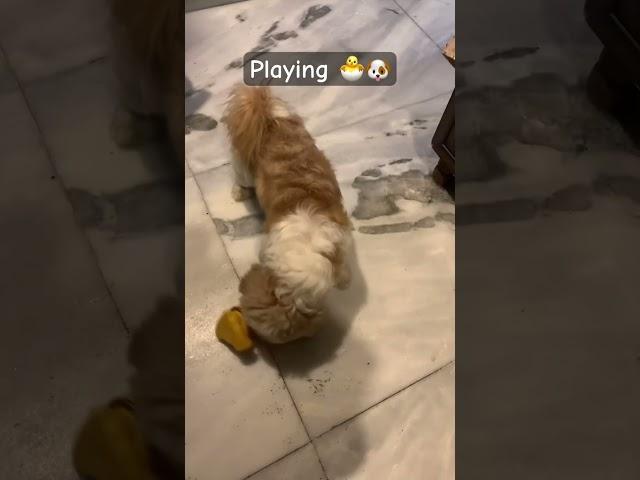 Levi playing #dog #puppy #shihtzu #dogbreed #levi #youtubeshorts #ytshortsindia #ytshorts