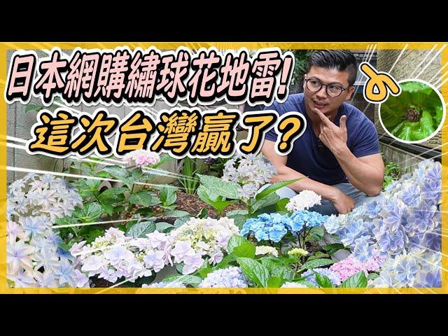 【日本繡球品種介紹】Hydrangea species｜日本網購繡球花小苗，真心覺得台灣的半成品品質完勝日本，但開花時還是美到翻掉，台灣市場都看不到。#伊恩愛種花＃Hydrangea