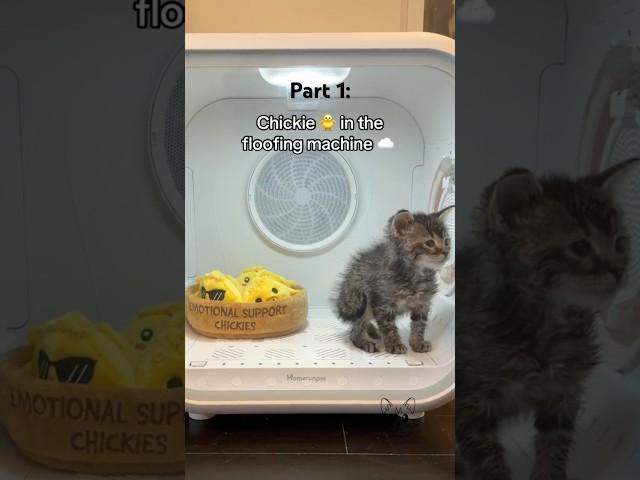 Chickie  in the floofing machine ️ post poop-splosion  #petdryer #orphankitten #rescuekitten