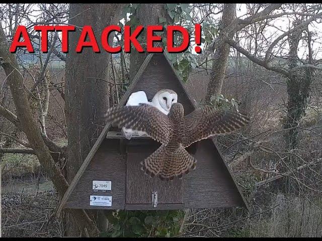 Kestrel Attack - Somerset Barn Owl