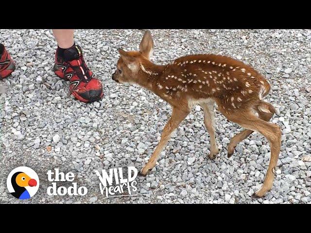 Tiny Baby Deer Asks People to Rescue Her | The Dodo Wild Hearts