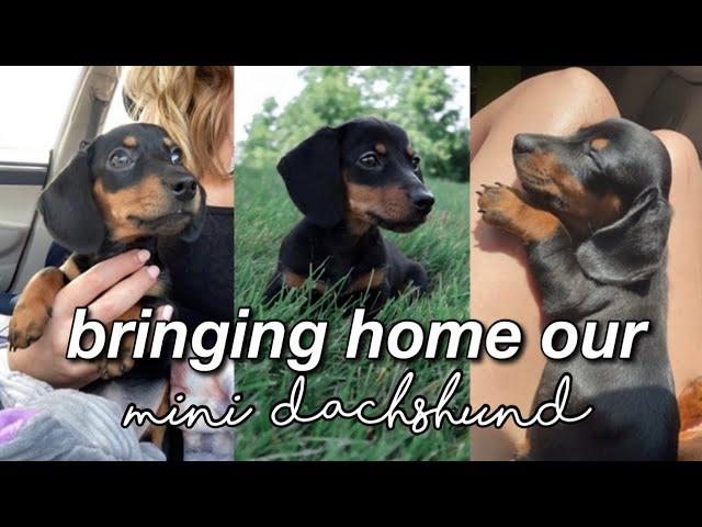 GETTING A MINI DACHSHUND PUPPY!