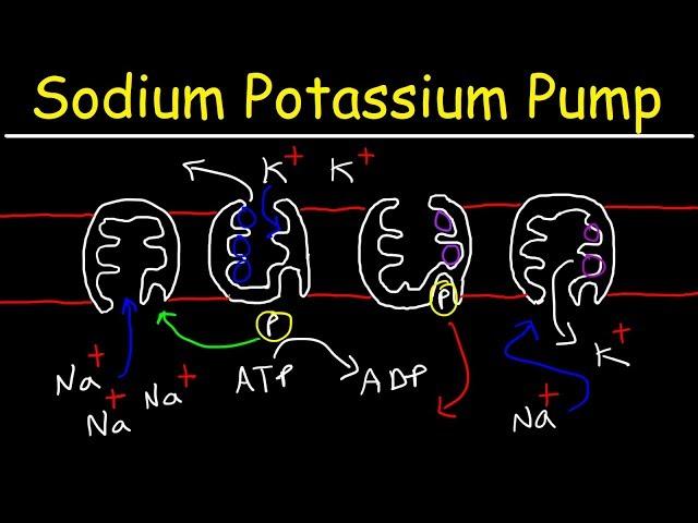 Sodium Potassium Pump - Active Transport