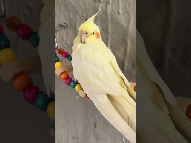 Cockatiel’s in Big Bird Aviary- Cockatiel Parrot #cockatiel #parrot