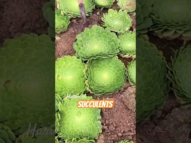 The Succulent Plant Harvest: Get Endless Plants for Your Garden