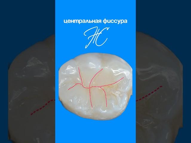 🫀 Анатомия зуба 3.6/4.6 #стоматолог #медицинский #доктор #врачстоматолог #стоматология #зубы #врач