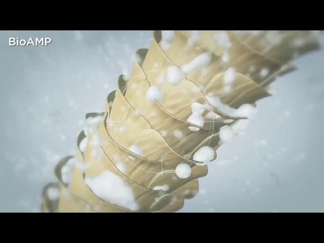 How It Works  BioAMP® Technology by Nioxin