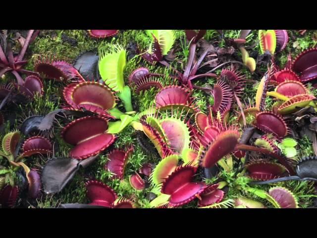 TEMPERATE GREENHOUSE FALL MAINTENANCE OF ORCHIDS AND CARNIVORES (4K)