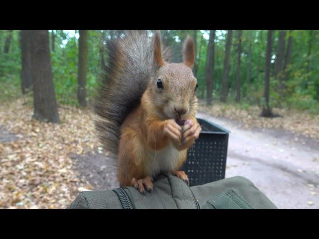 Молодая незнакомая белка. И ещё синица / A young unfamiliar squirrel. And a tit