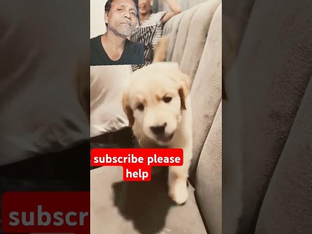 little doggy Ne Kan Kat khaya viral #shortvideos