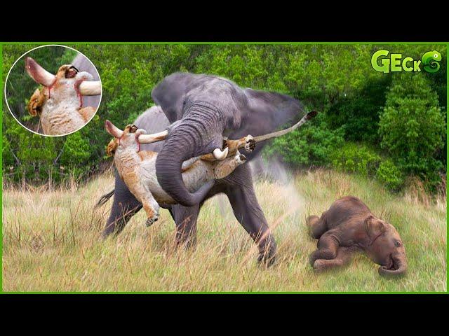 Crazy Elephant Herd Attacks Lion To Revenge Baby Elephant's Death | Animal Fight