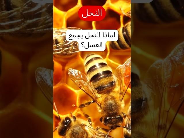 لماذا النحل يجمع العسل؟| سر العسل في الطبيعة | علم النحل | حقائق مدهشة عن العسل #bee #ترند #اكسبلور
