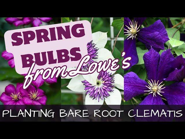 How To Plant Bare Root Clematis & Spring Planted Bulbs at Lowe's 