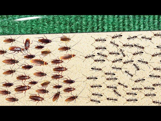 1000 Cockroaches Versus 1000 Ants... Who Will Win?