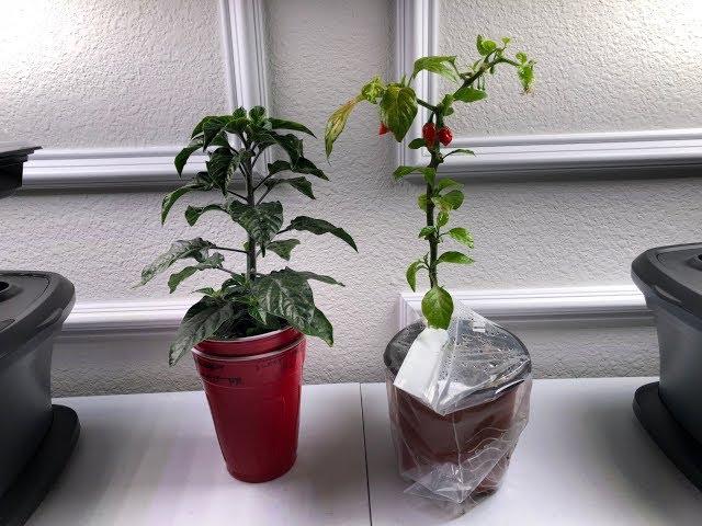 Topping Peppers and Grafting