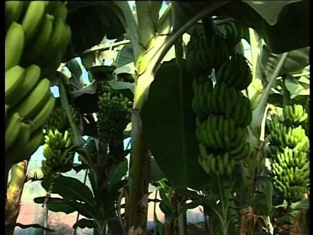 Banana in green houses زراعة الموز في البيوت البلاستيكية