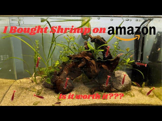 I Bought Live Shrimp on AMAZON???!!!