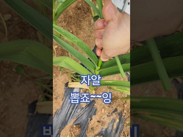 #봄 #해남 #마늘쫑 #쏘오옥 #마늘쫑뽑기 #garlic #stem of garlic