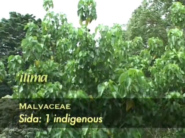 An Introduction to the Ethnobotany of the Canoe Plants