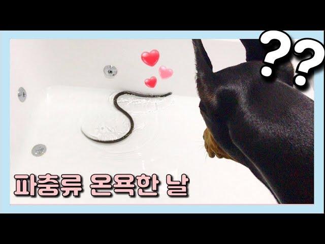 (Eng Sub) Cleaning Reptiles In A Large Bathtub!!