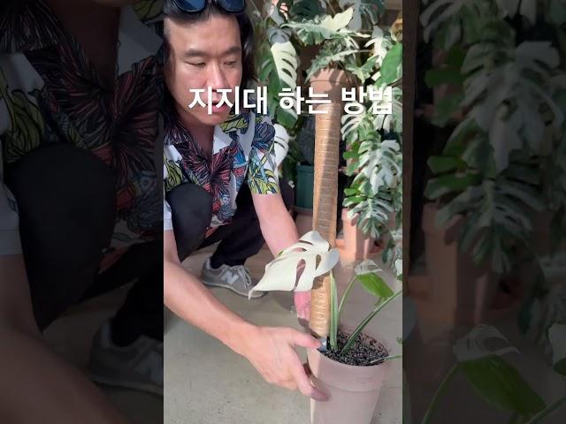몬스테라 지지대 제대로 해주는 방법