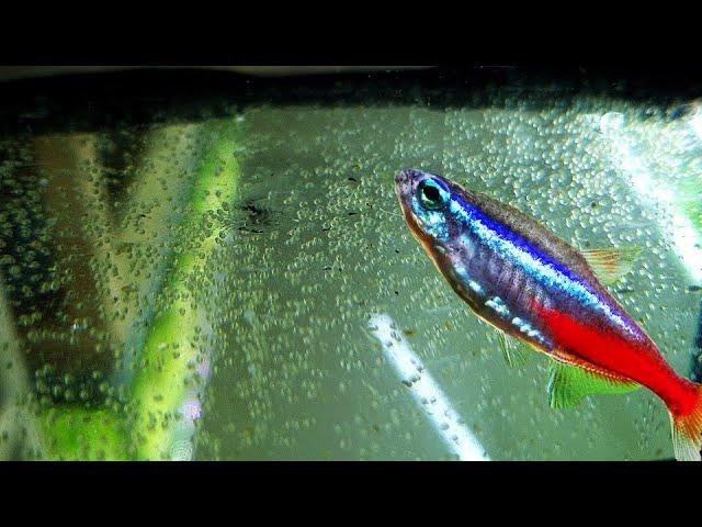 Полно икры неона и красный неон на нерест