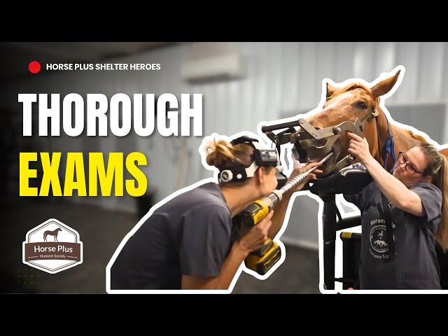 Thorough Exams | Horse Shelter Heroes - S6 E16