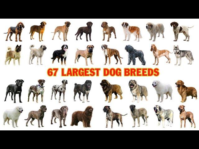 67 Largest Dog Breeds Names In English With Pictures | Dog Breeds Vocabulary