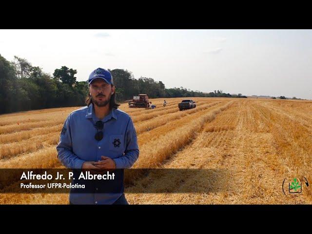 Controle de Plantas Daninhas no Trigo em Cenários de Resistência