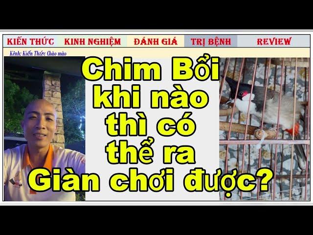 Theo bạn Chào mào Bổi khi nào cho ra Giàn Chơi là hợp lí nhất?