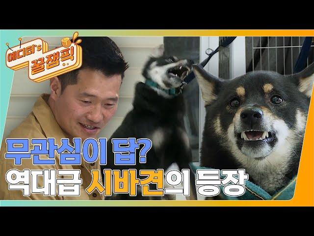 [#개는훌륭하다] 일촉즉발! 역대급 시바견 '현식' 피말리는 대치훈련의 시작!  강훈련사와의 계속되는 대치 ㅣKBS 220321 방송