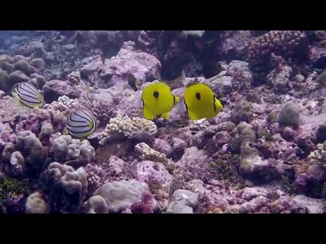 Yellow Teardrop Butterflyfish (Chaetodon interruptus)