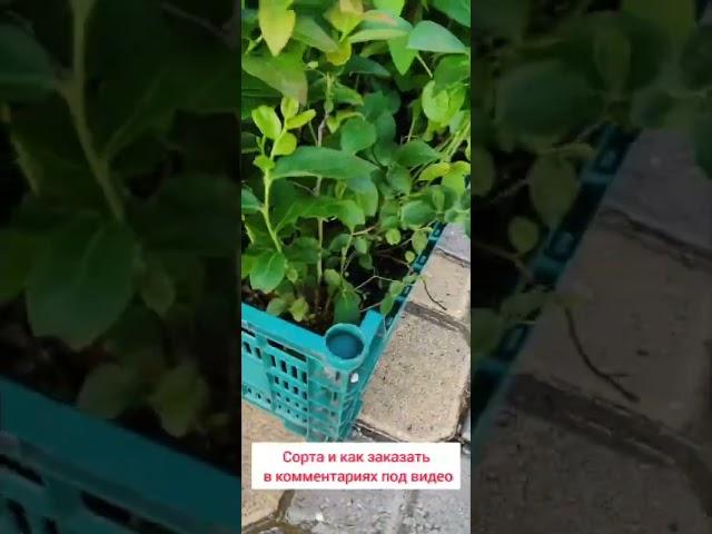 Распродажа саженцев голубики!