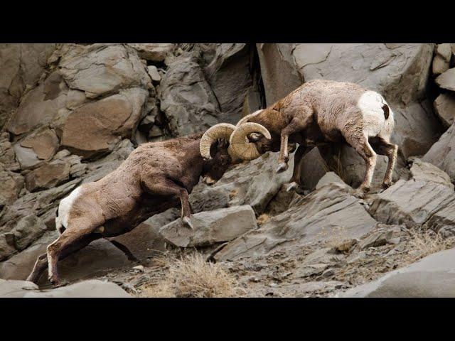 ГОРНЫЕ БАРАНЫ - неразлучные друзья до тех пор, пока не встретят самочек!