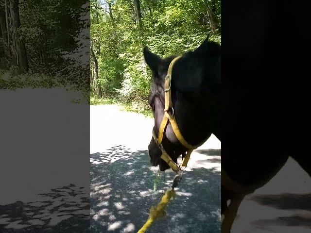 Nasr snacking during a shady country walk - a great example of a calm black Arabian stallion.