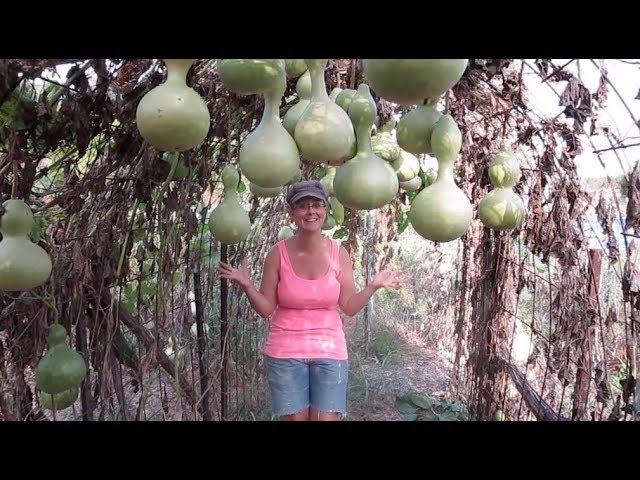 We Had No Idea Birdhouse Gourds Would Grow So Well!