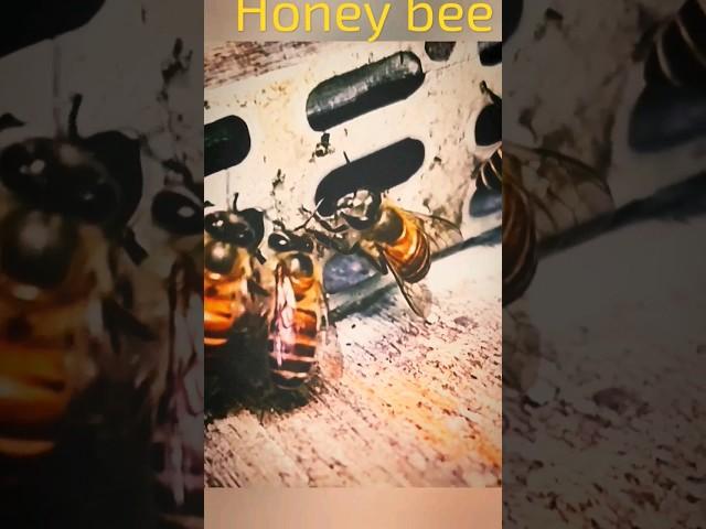 bee house #shorts #ytshorts #viral