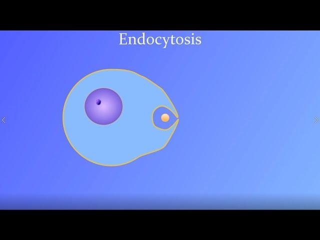 Endocytosis (featuring a real amoeba and white blood cell!)