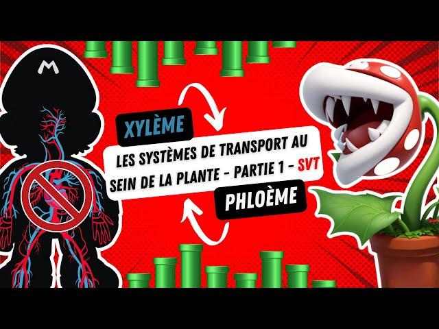 Xylème et Phloème - Les systèmes de transport au sein de la plante - Partie 1 - SVT