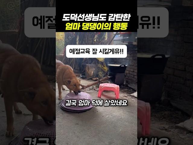도덕선생님도 감탄한 엄마 댕댕이의 행동