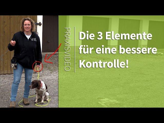 Hundetraining ►Die 3 Elemente um deinen Hund besser zu kontrollieren ► Praxisvideo