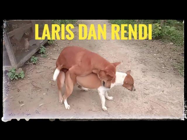 LARIS DAN RENDI SANG PENJAGA KANDANG MELEPAS MASA LAJANG  ANJING KAWIN  DIAKHIRI DENGAN TERIAKAN