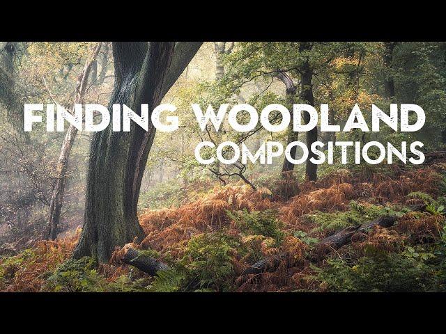 7 SIMPLE composition TIPS for WOODLAND PHOTOGRAPHY